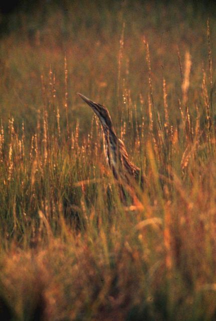 Narragansett Bay National Estuarine Research Reserve An American bittern - Peromyscus leucopus Picture