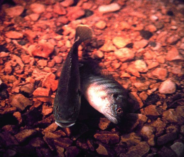 Narragansett Bay National Estuarine Research Reserve Tautog - Tautoga onitis. Picture