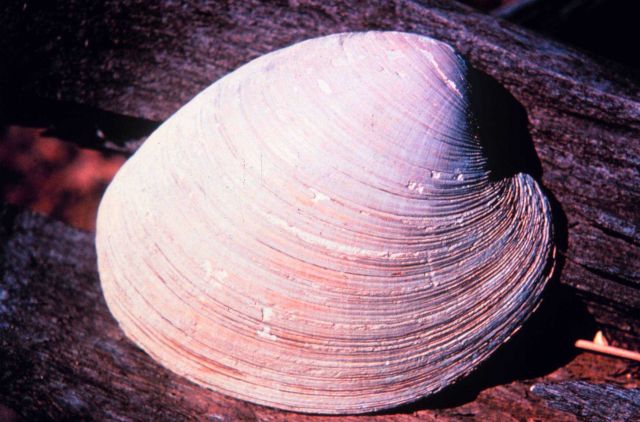 Narragansett Bay National Estuarine Research Reserve Quahog - Mercenaria mercenaria Picture