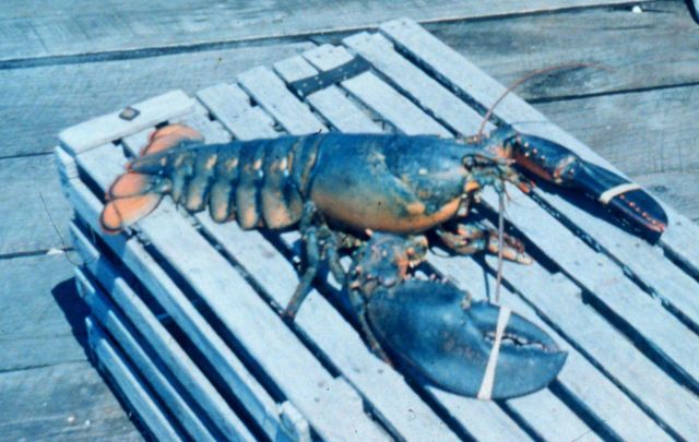 Narragansett Bay National Estuarine Research Reserve Lobster - Homarus americanus Picture