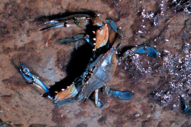 Narragansett Bay National Estuarine Research Reserve The blue crab - Callinectes sapidus - is one of many species of crabs found in f Rhode Island wat Picture