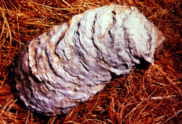 Narragansett Bay National Estuarine Research Reserve Oyster - Crassotrea virginica Picture