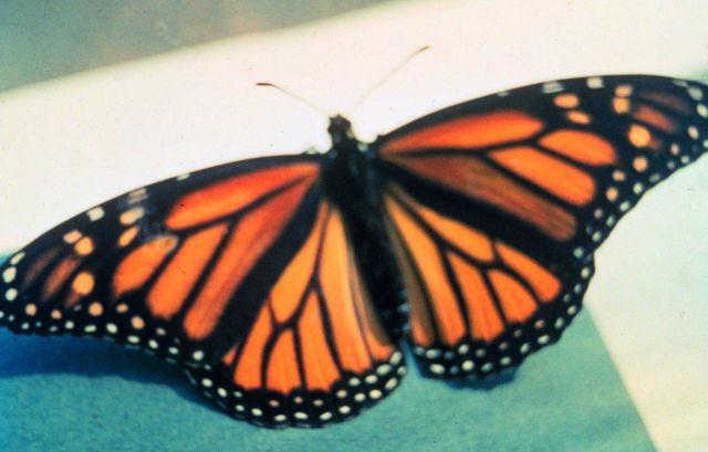Narragansett Bay National Estuarine Research Reserve Monarch butterfly - Danaus plexippus Picture