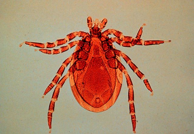 Narragansett Bay National Estuarine Research Reserve A deer tick - Ixodes dammini - is quite abundant on Prudence Island Picture
