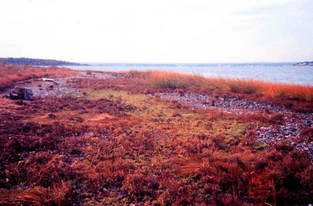 Narragansett Bay National Estuarine Research Reserve Cobble beach community at Providence Point. Picture