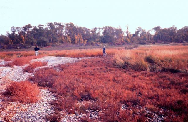 Narragansett Bay National Estuarine Research Reserve Cobble beach community at Providence Point. Picture