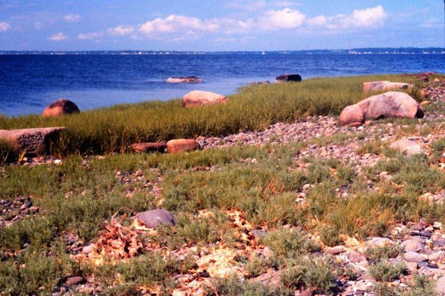 Narragansett Bay National Estuarine Research Reserve Cobble beach community at Providence Point Picture