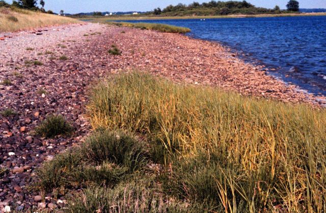 Narragansett Bay National Estuarine Research Reserve Potter Cove on Prudence Island. Picture