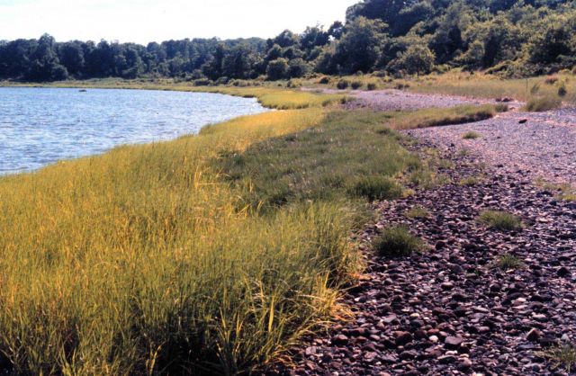 Narragansett Bay National Estuarine Research Reserve Cobble beach community at Potter Cove on Prudence Island. Picture