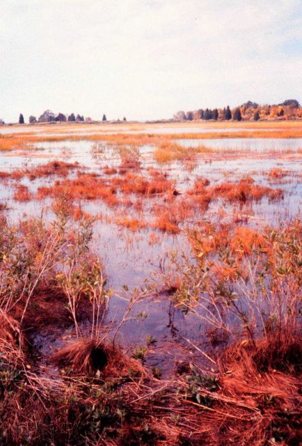 Narragansett Bay National Estuarine Research Reserve Marsh at high tide. Picture