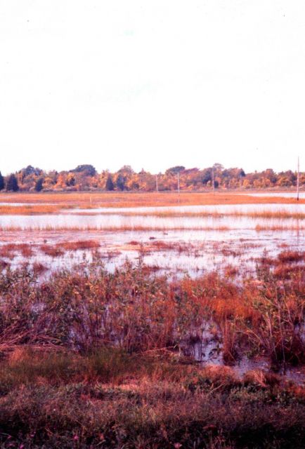 Narragansett Bay National Estuarine Research Reserve Marsh at high tide. Picture