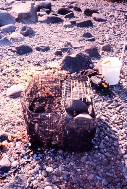 Narragansett Bay National Estuarine Research Reserve Part of gear for studying inter-tidal zone on Prudence Island. Picture