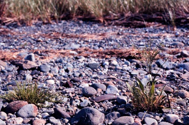 Narragansett Bay National Estuarine Research Reserve Transplanted marsh plants - Limonium nashii, sea lavender on left; Salicornia virginica on right. Picture