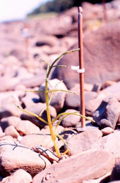 Narragansett Bay National Estuarine Research Reserve Glasswort - Salicornia europaea. Picture