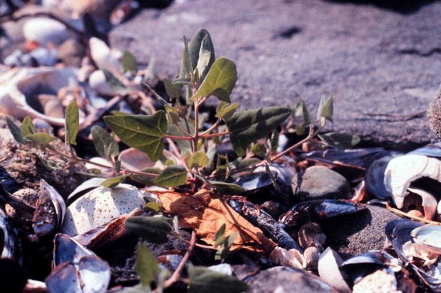 Narragansett Bay National Estuarine Research Reserve Orach - Atriplex patula. Picture