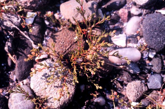 Narragansett Bay National Estuarine Research Reserve Suaeda maritima. Picture