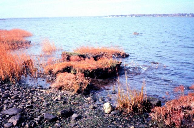 Narragansett Bay National Estuarine Research Reserve Dislodged spartina at Providence Point, Prudence Island. Picture