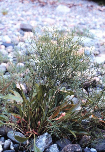 Narragansett Bay National Estuarine Research Reserve Sea lavender - Limonium nashii. Picture