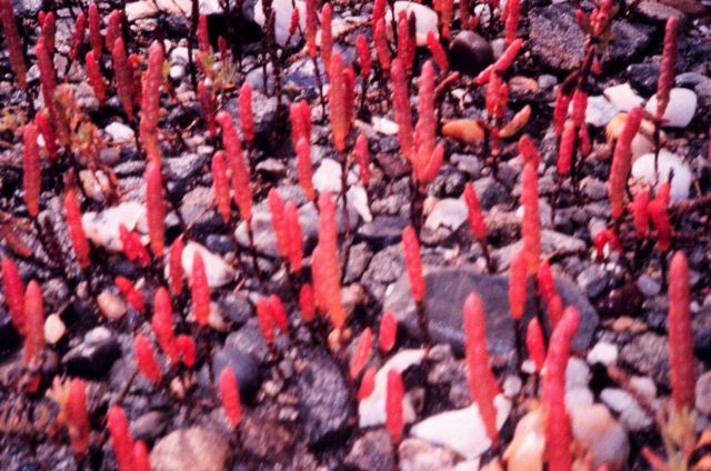 Narragansett Bay National Estuarine Research Reserve Salicornia bigelovii. Picture