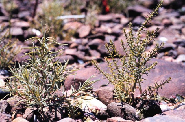 Narragansett Bay National Estuarine Research Reserve Suaeda linearis on left and Suaeda maritima on right. Picture