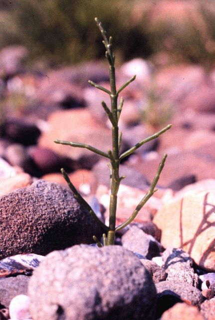 Narragansett Bay National Estuarine Research Reserve Glasswort -Salicornia europaea Picture
