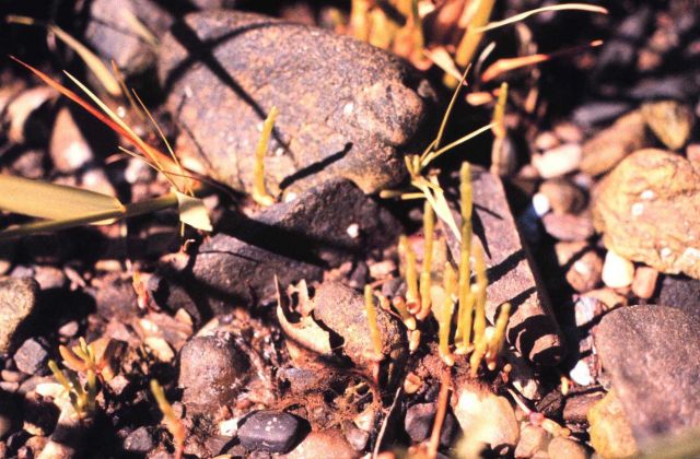 Narragansett Bay National Estuarine Research Reserve Glasswort -Salicornia europaea Picture