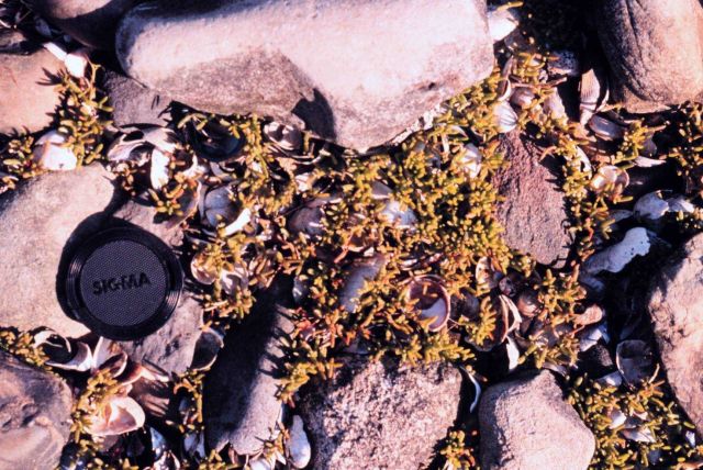 Narragansett Bay National Estuarine Research Reserve Glasswort -Salicornia sp Picture