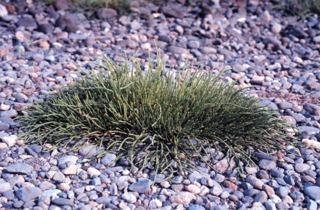 Narragansett Bay National Estuarine Research Reserve Salicornia virginica. Picture