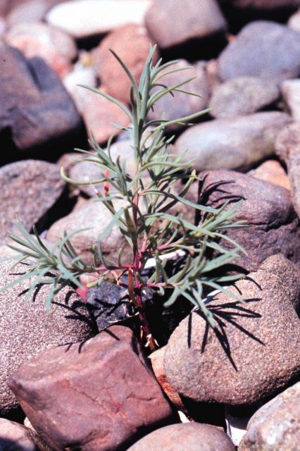 Narragansett Bay National Estuarine Research Reserve Suaeda linearis. Picture