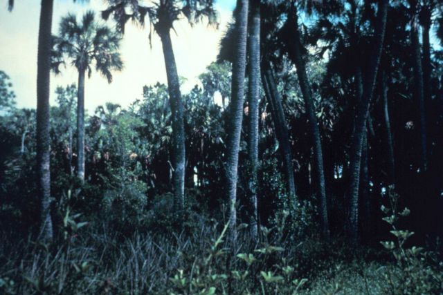 Apalachicola National Estuarine Research Reserve Picture