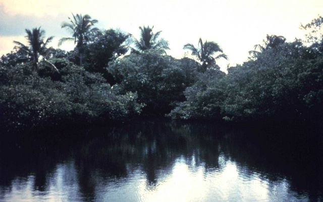 Rookery Bay National Estuarine Research Reserve Picture