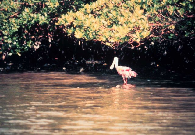 Rookery Bay National Estuarine Research Reserve Picture