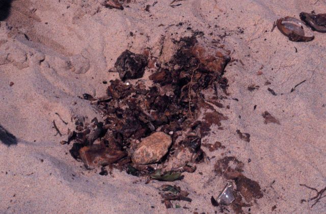 Waquoit Bay National Estuarine Research Reserve Picture