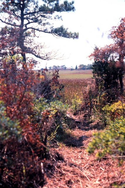 Waquoit Bay National Estuarine Research Reserve Picture
