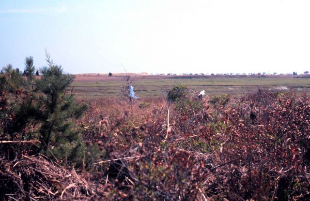 Waquoit Bay National Estuarine Research Reserve Picture