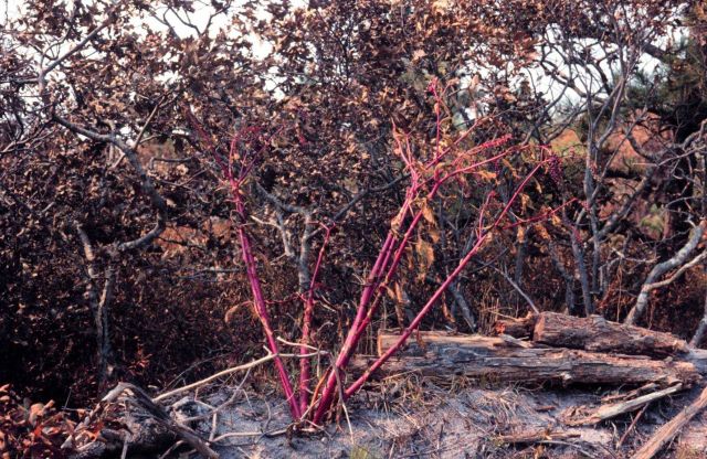 Waquoit Bay National Estuarine Research Reserve Picture