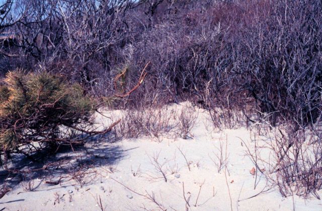 Waquoit Bay National Estuarine Research Reserve Picture