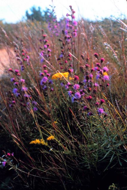 Waquoit Bay National Estuarine Research Reserve Picture