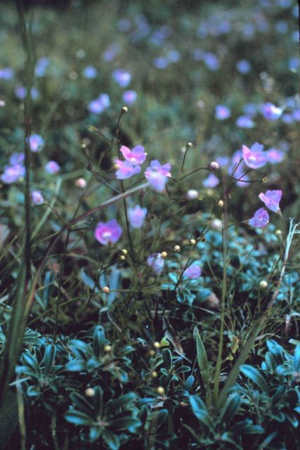 Waquoit Bay National Estuarine Research Reserve Picture