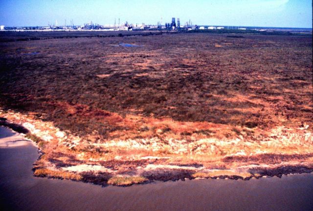 Grand Bay National Estuarine Research Reserve Picture