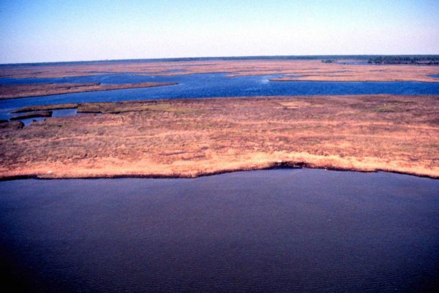 Grand Bay National Estuarine Research Reserve Picture