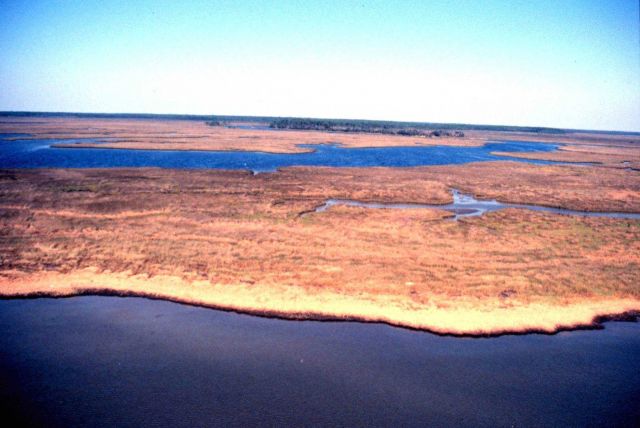 Grand Bay National Estuarine Research Reserve Picture