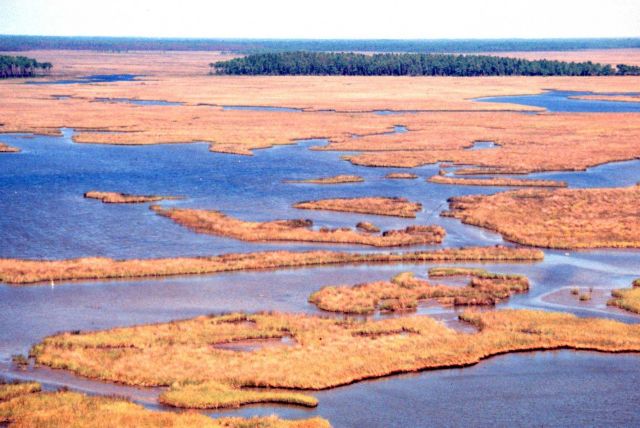 Grand Bay National Estuarine Research Reserve Picture