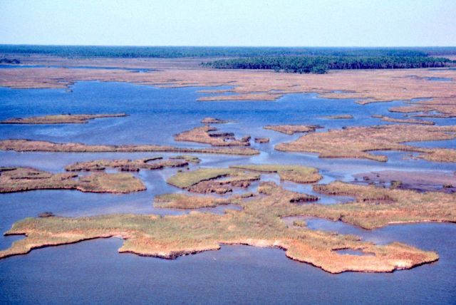 Grand Bay National Estuarine Research Reserve Picture