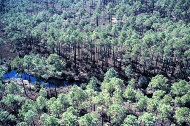 Grand Bay National Estuarine Research Reserve Picture