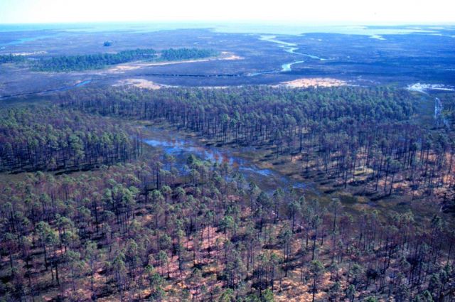 Grand Bay National Estuarine Research Reserve Picture