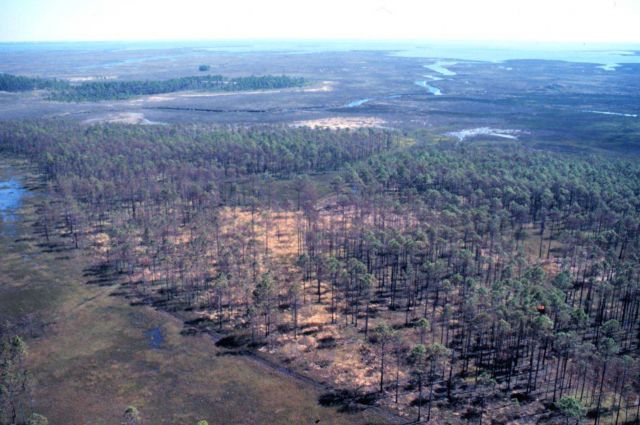 Grand Bay National Estuarine Research Reserve Picture