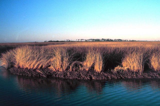 Grand Bay National Estuarine Research Reserve Picture