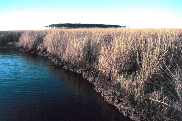 Grand Bay National Estuarine Research Reserve Picture