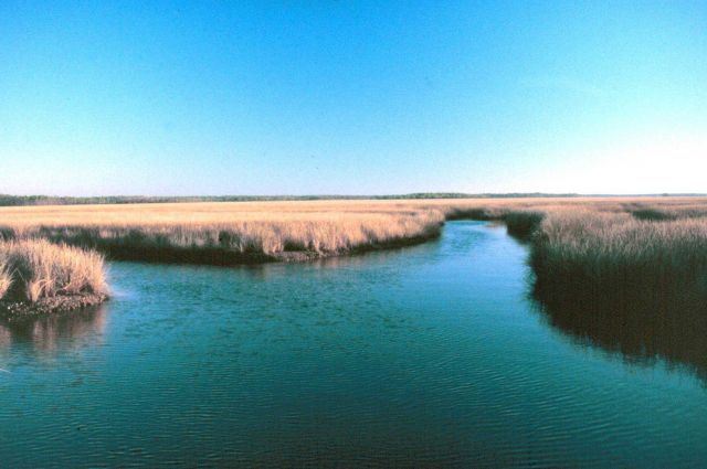 Grand Bay National Estuarine Research Reserve Picture